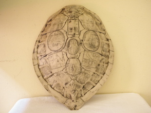 ŽELVÍ KRUNÝŘ S ORNAMENTY 39 x 32 CM