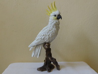 KAKADU ŽLUTOČEČELATÝ - SOŠKA
