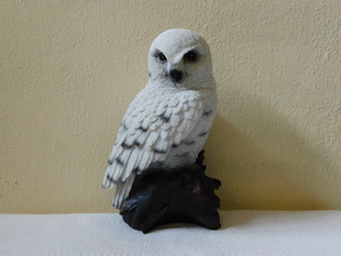 SOVA SNĚŽNÁ - SOŠKA