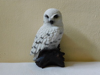 SOVA SNĚŽNÁ - SOŠKA