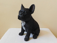 FRANCOUZSKÝ ČERNÝ BULDOČEK 