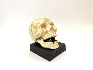 LEBKA NA PODSTAVCI - LITINA